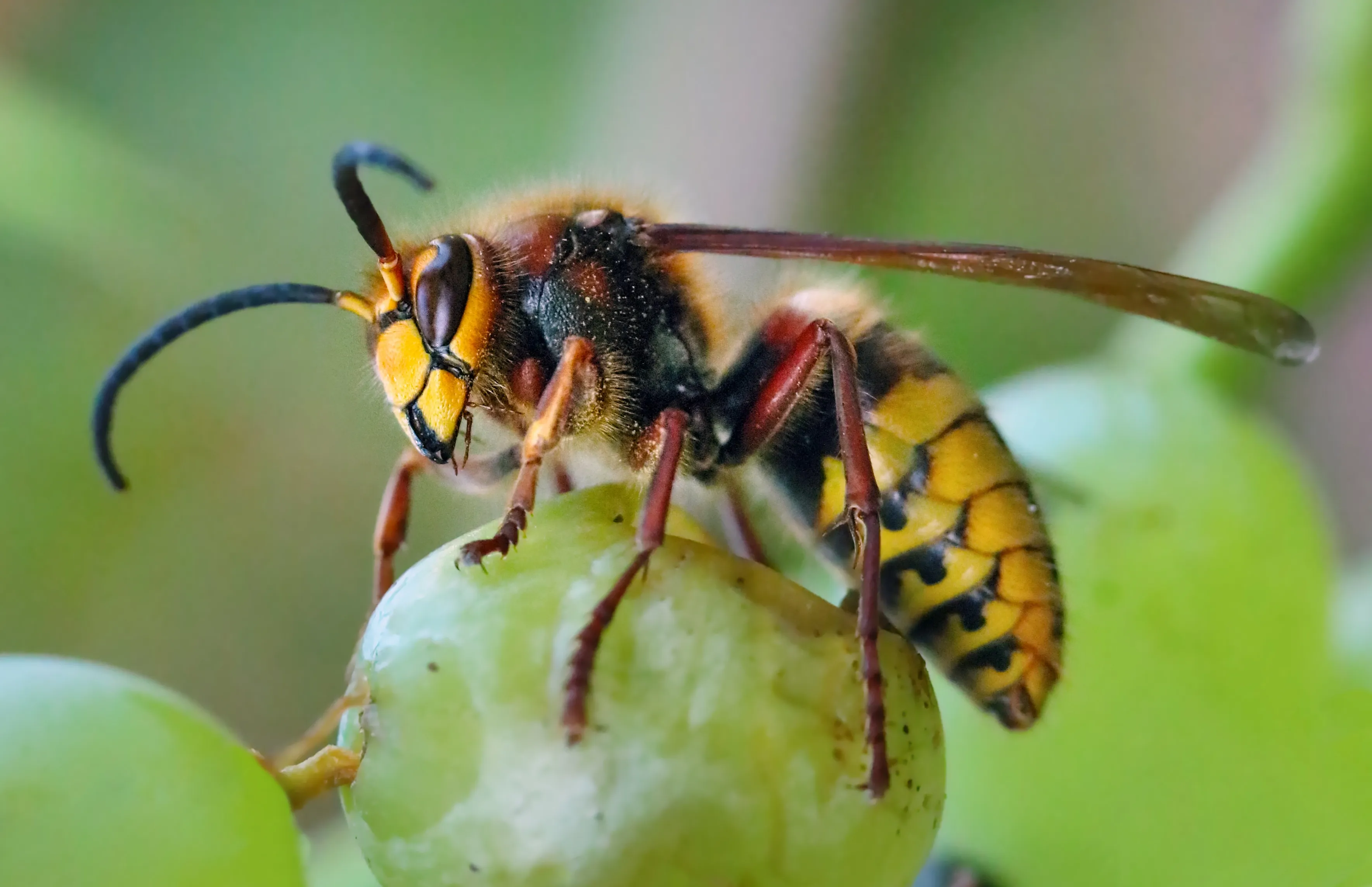 Europese hoornaar (Vespa crabro) — roodbruin met geel achterlijf